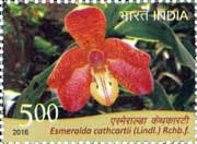 Esmeralda cathcartii (Lindl.) Rchb.f. 