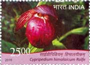 Cypripedium himalaicum Rolfe