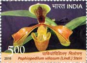 Paphiopedilum villosum (Lindl.) Stein