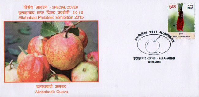 Special Cover on Gauva of Allahabad