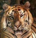 Bandipur Tiger