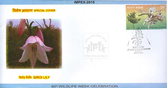 Special Cover on Siroi Lily