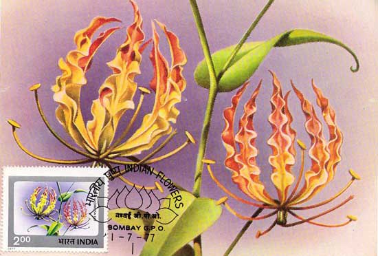Indian Flower Picture Postcard