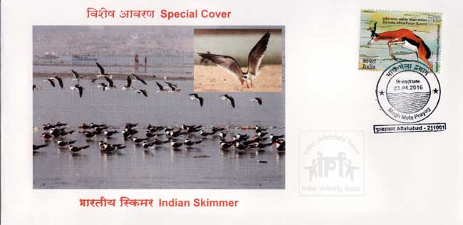 Special Cover on Indian Skimmer