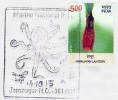 Octopus in Marine National Park Jamnagar