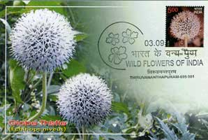 Wild Flowers of India Maxim Cards