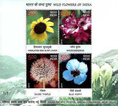 Wild Flowers of India